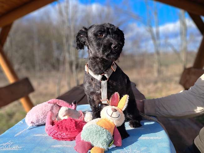 pfotenretterungarn Popey (5)