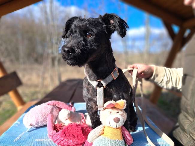 pfotenretterungarn Popey (6)