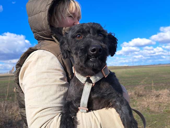 pfotenretterungarn Popey (7)