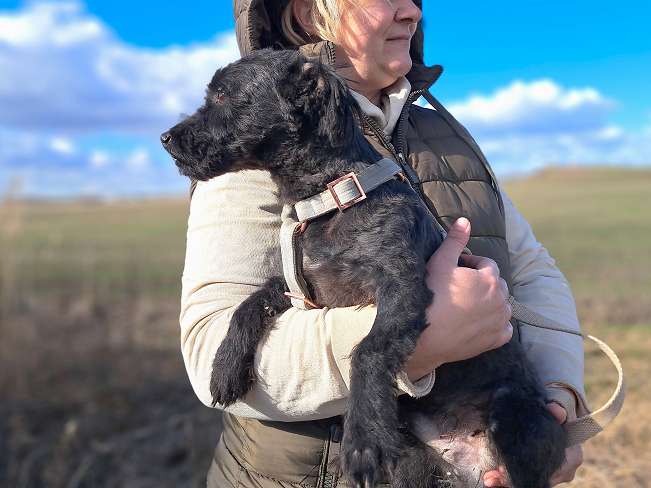 pfotenretterungarn Popey (8)