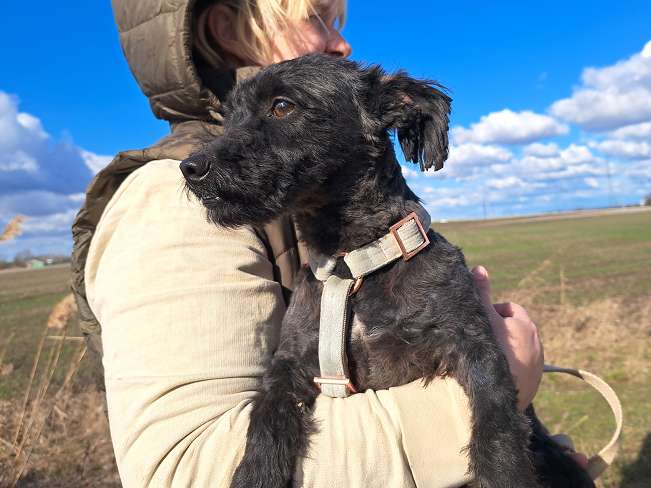 pfotenretterungarn Popey (9)