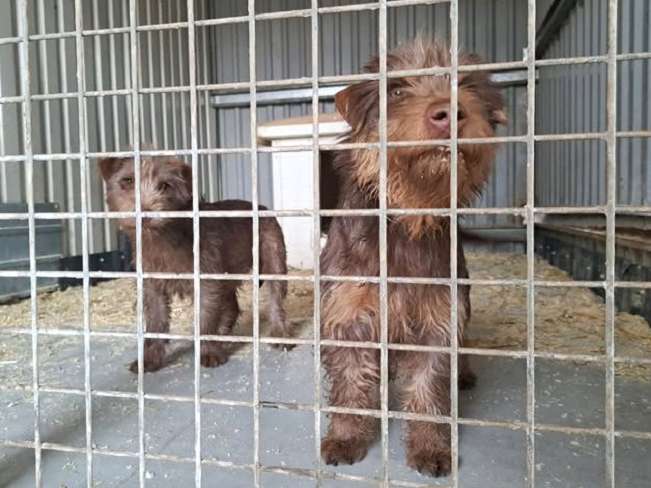 pfotenretterungarn Prada (11)