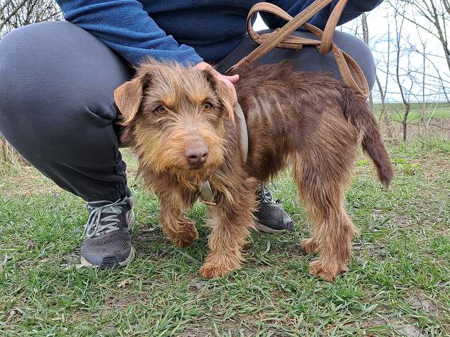 pfotenretterungarn Prada (2)