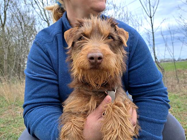 pfotenretterungarn Prada (3)