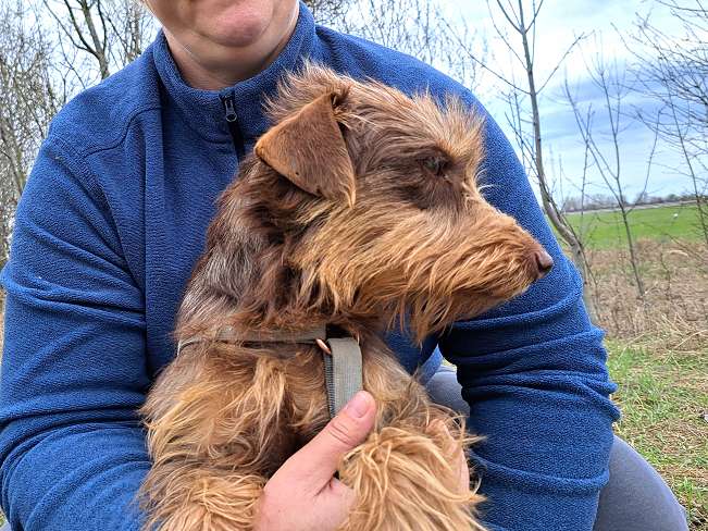 pfotenretterungarn Prada (5)