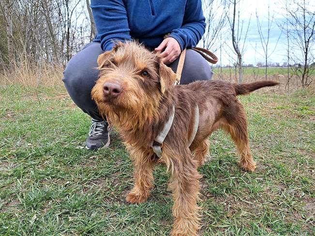 pfotenretterungarn Prada (6)