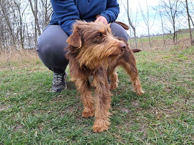 pfotenretterungarn Prada (7)