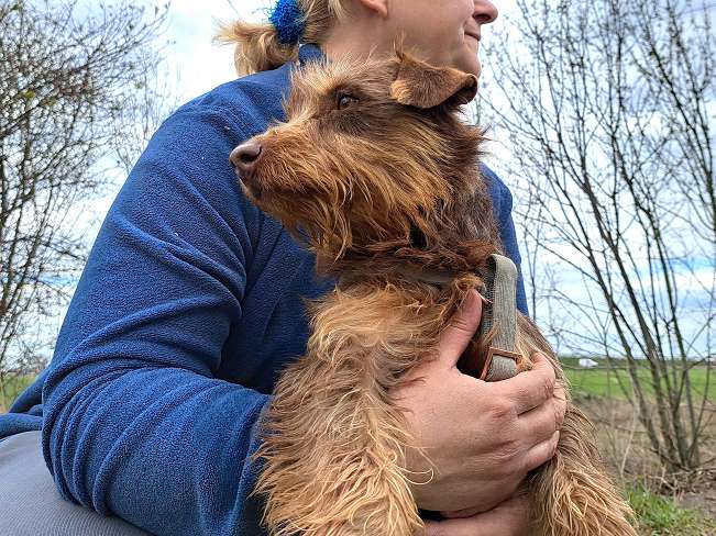 pfotenretterungarn Prada (8)