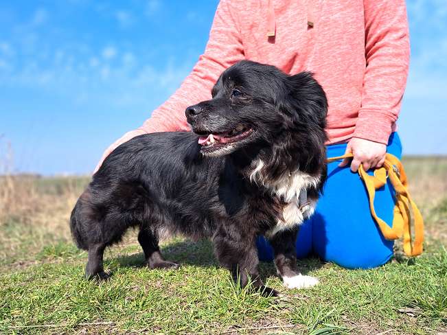 pfotenretterungarn Romeo (10)