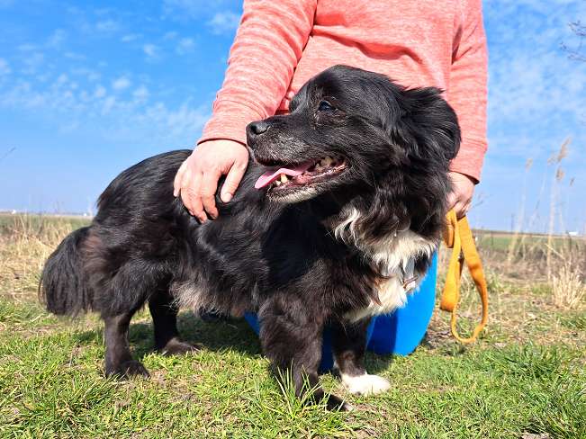 pfotenretterungarn Romeo (2)