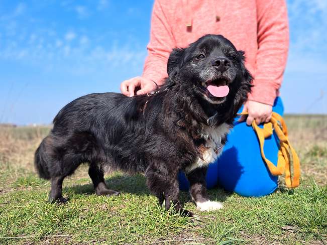 pfotenretterungarn Romeo (3)