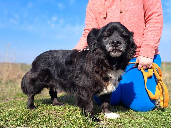 pfotenretterungarn Romeo (4)