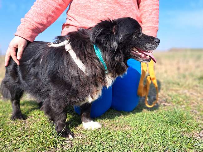 pfotenretterungarn Romeo (6)