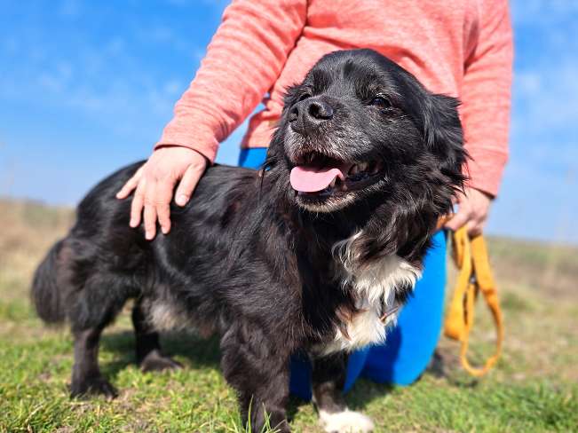 pfotenretterungarn Romeo (7)