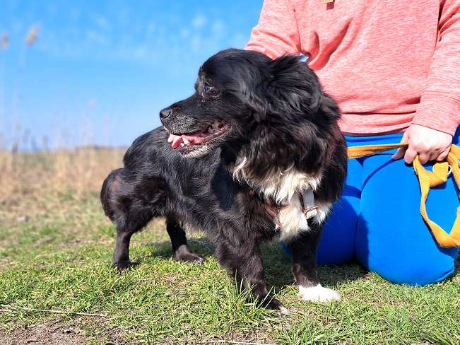 pfotenretterungarn Romeo (8)