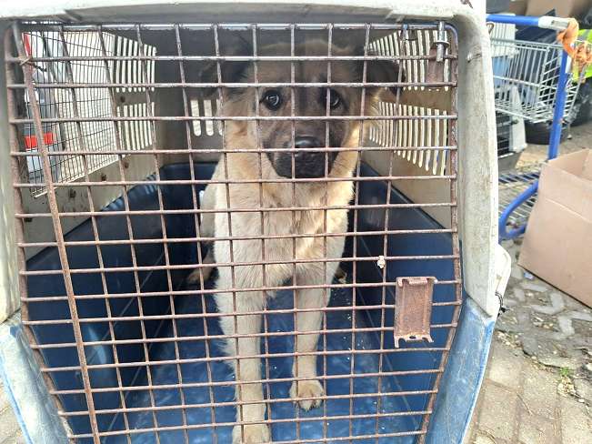 pfotenretterungarn Samanta (10)