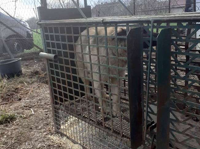 pfotenretterungarn Samanta (11)