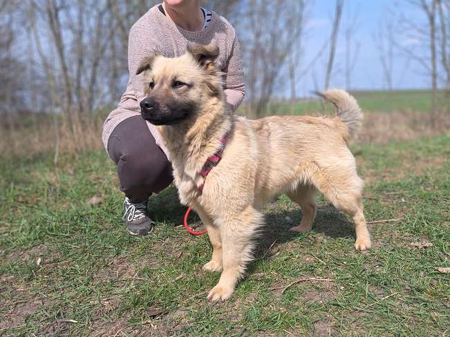 pfotenretterungarn Samanta (2)