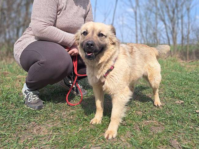 pfotenretterungarn Samanta (3)