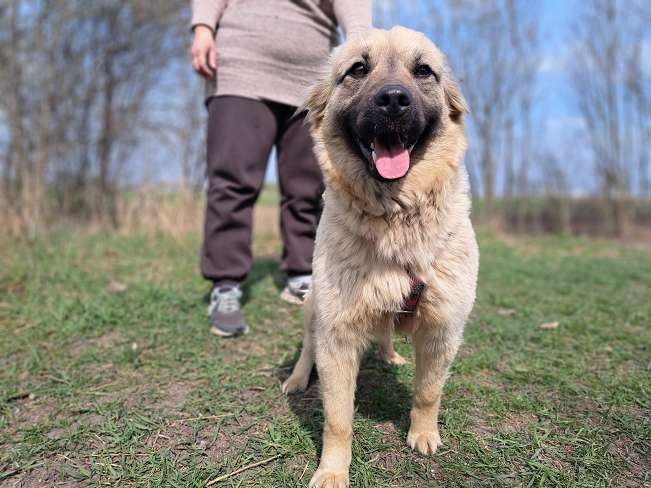 pfotenretterungarn Samanta (4)