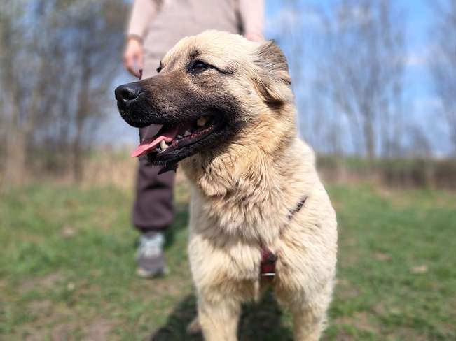 pfotenretterungarn Samanta (5)