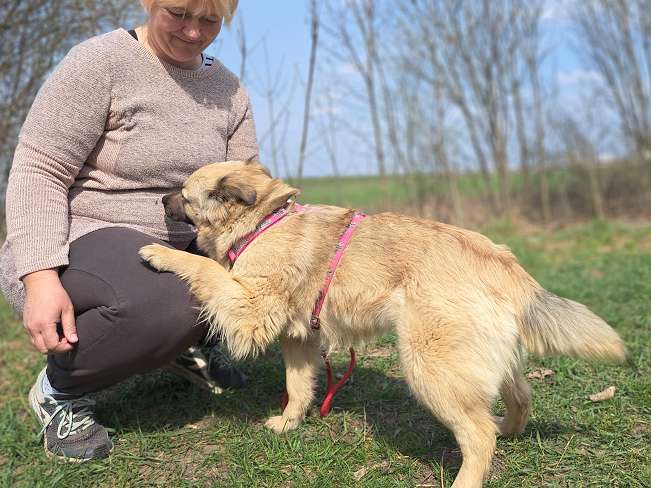 pfotenretterungarn Samanta (6)