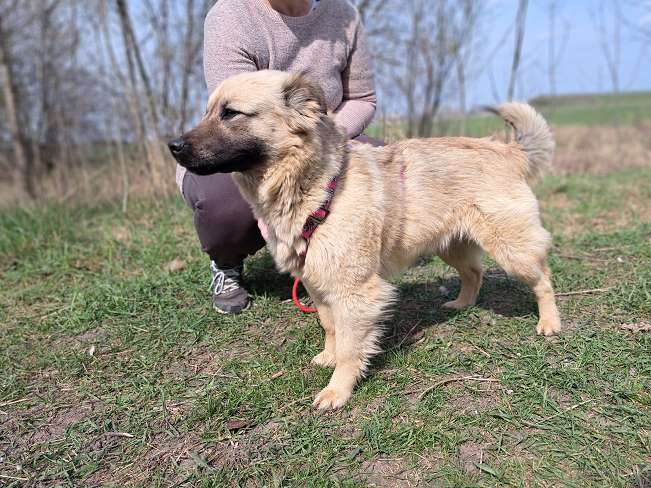 pfotenretterungarn Samanta (7)