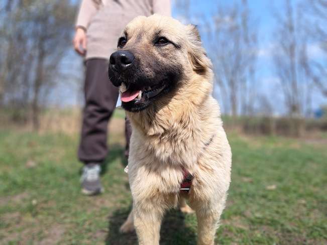 pfotenretterungarn Samanta (8)