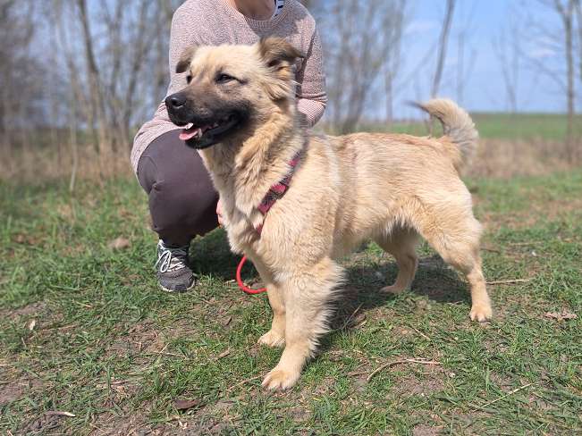 pfotenretterungarn Samanta (9)