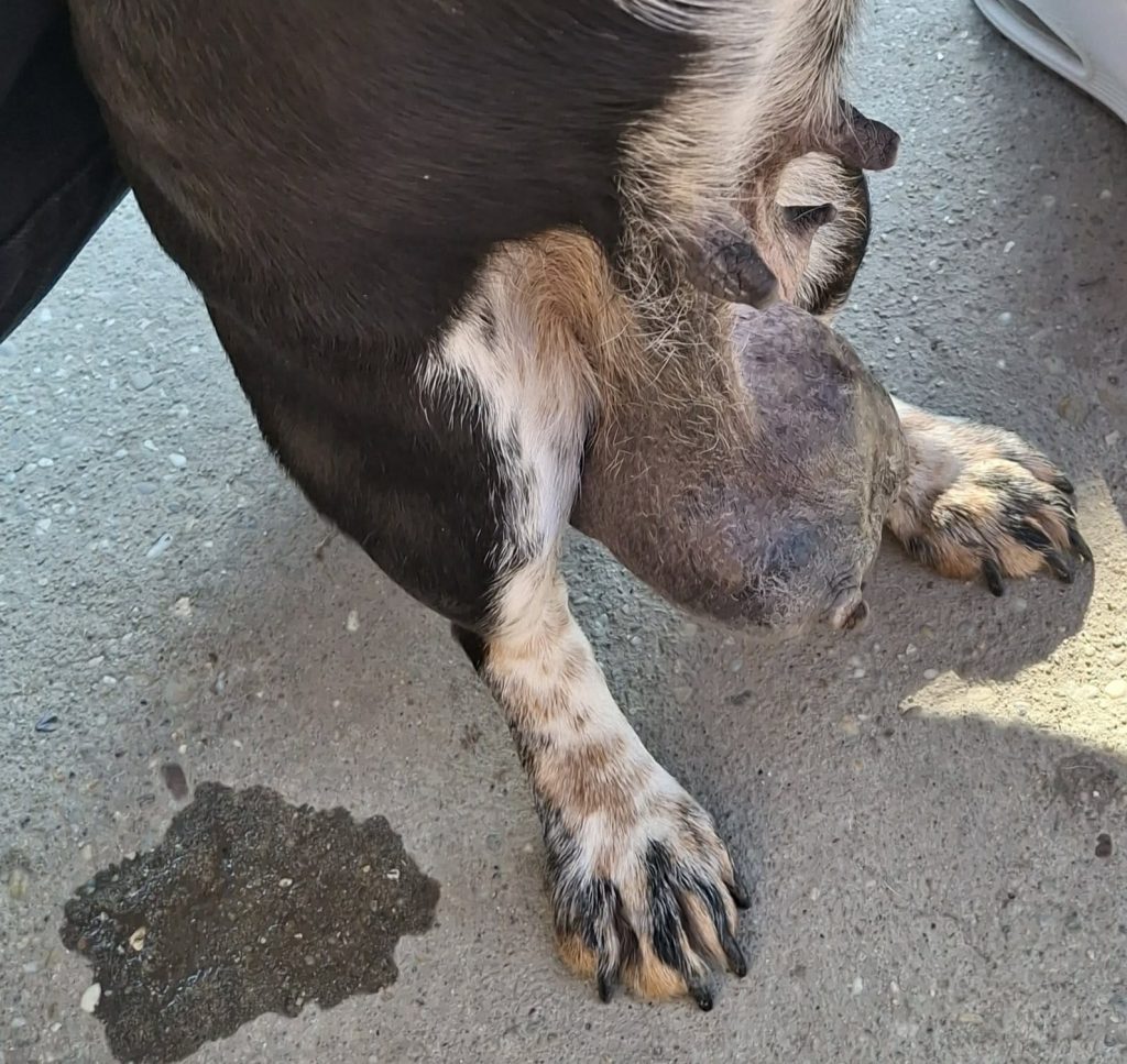 WhatsApp Image 2026-03-26 at 08.12.40