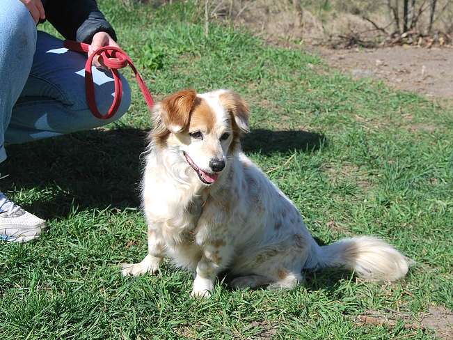 pfotenretterungarn Alizia (10)