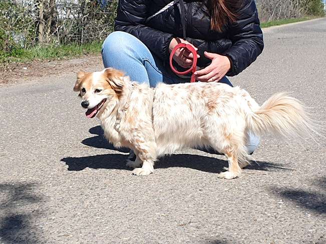 pfotenretterungarn Alizia (11)