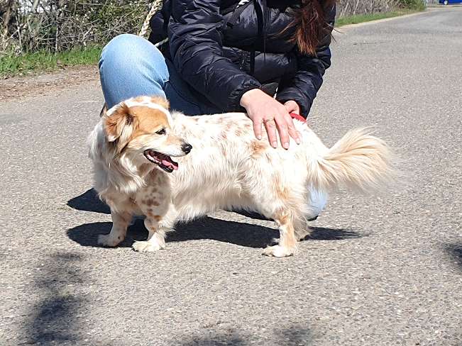 pfotenretterungarn Alizia (12)