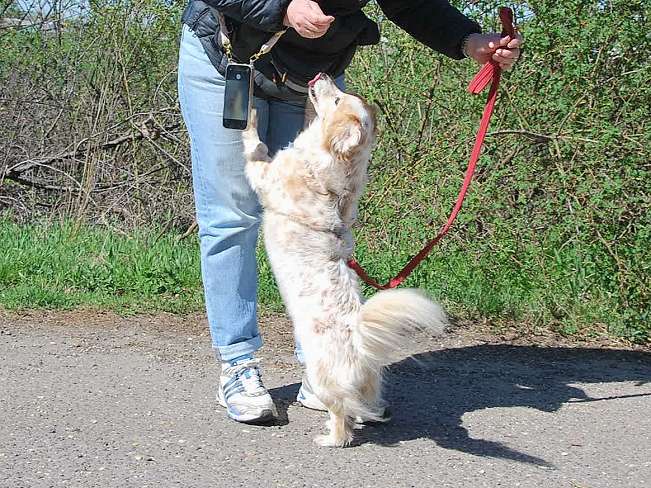 pfotenretterungarn Alizia (14)