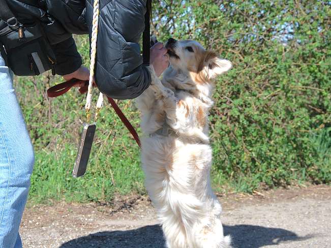 pfotenretterungarn Alizia (15)