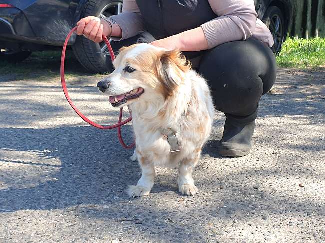 pfotenretterungarn Alizia (16)