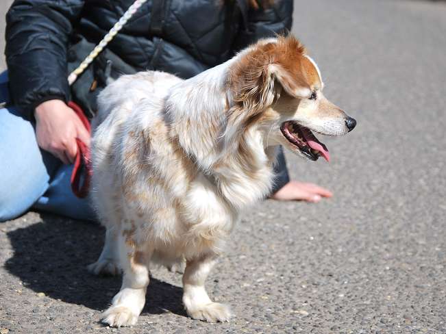 pfotenretterungarn Alizia (17)