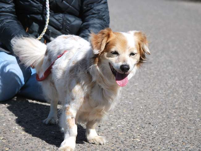 pfotenretterungarn Alizia (2)