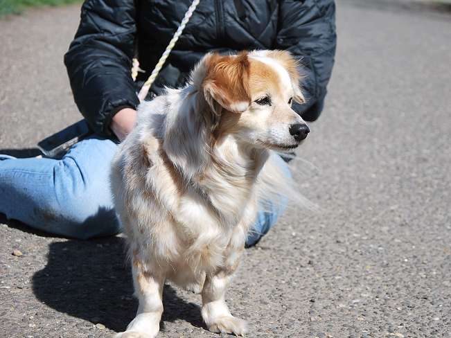 pfotenretterungarn Alizia (3)