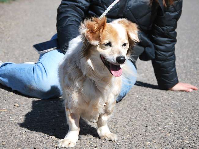 pfotenretterungarn Alizia (4)