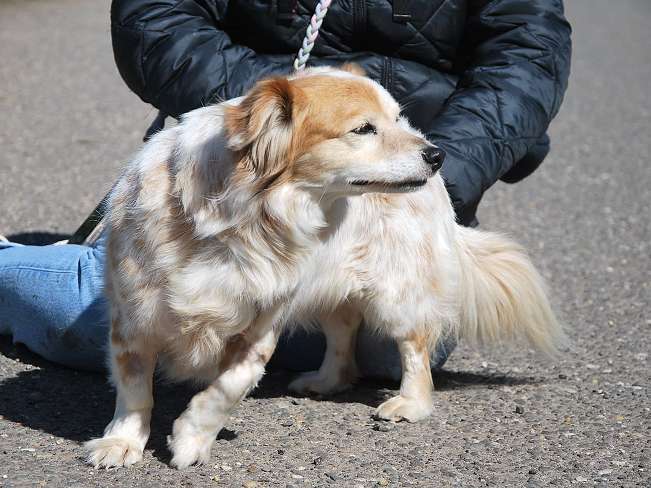 pfotenretterungarn Alizia (5)