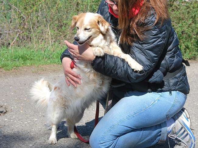 pfotenretterungarn Alizia (9)