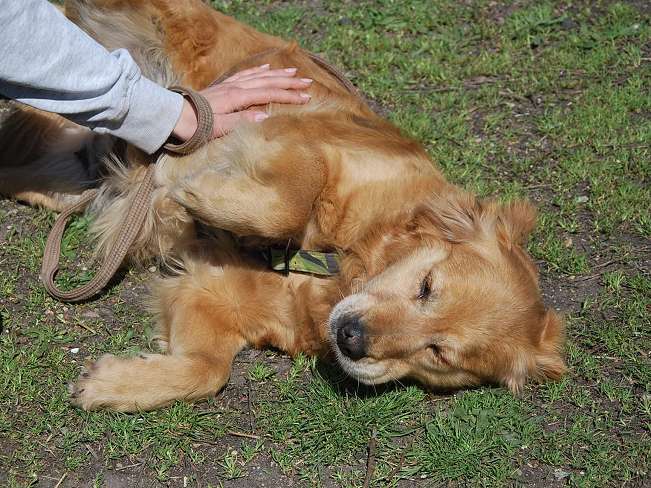 pfotenretterungarn Arita (10)