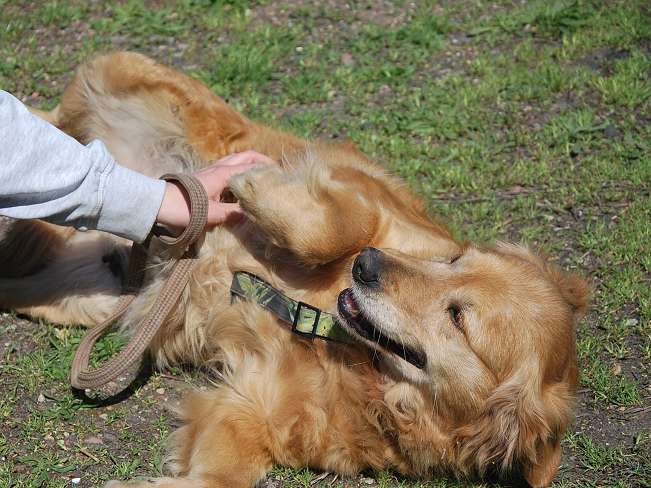 pfotenretterungarn Arita (11)