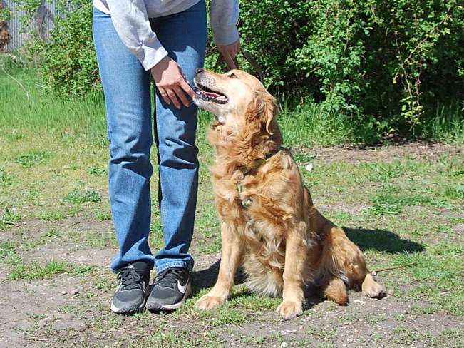 pfotenretterungarn Arita (14)