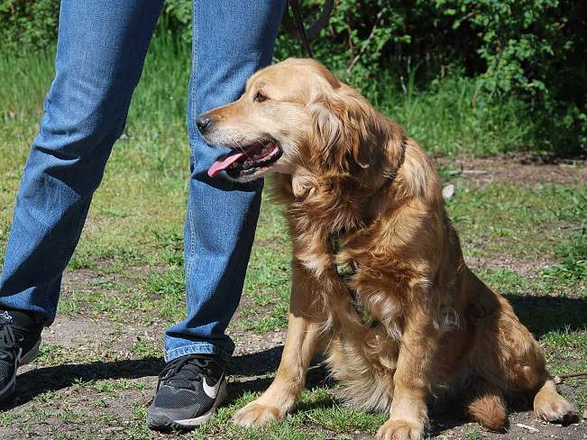 pfotenretterungarn Arita (15)