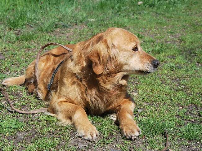 pfotenretterungarn Arita (16)