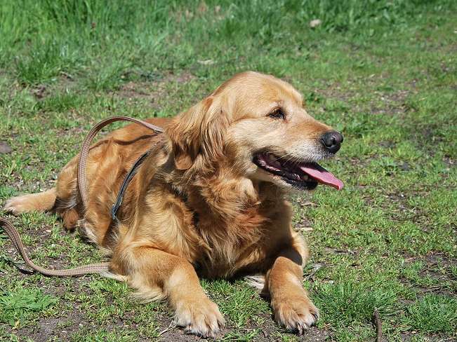 pfotenretterungarn Arita (17)