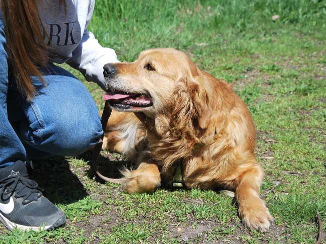 pfotenretterungarn Arita (19)