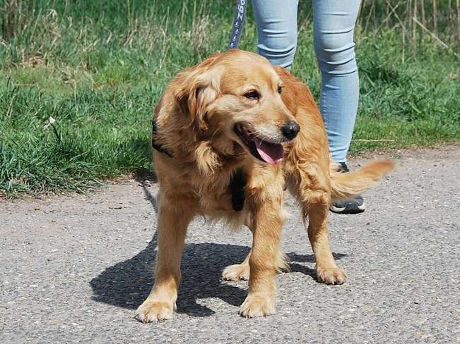 pfotenretterungarn Arita (20)